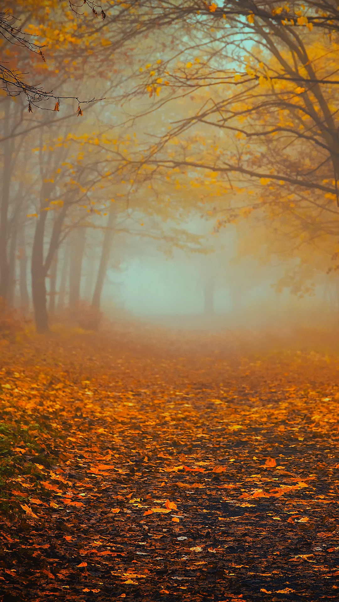 Autumn, Forest, Fog, Foliage
