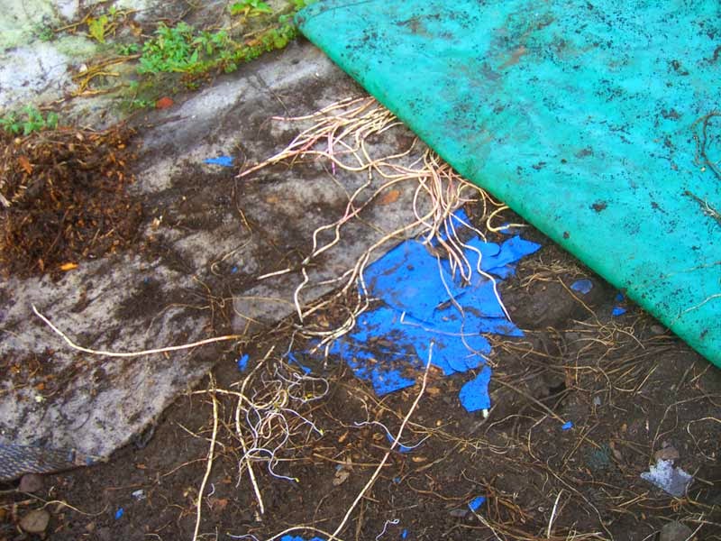 Allotment Garden The way I get rid of couch grass (Elymus repens)