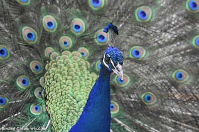 Paó (Pavo cristatus)