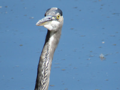 Tule Lake National Wildlife Refuge California