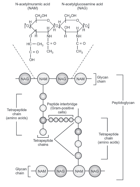 Bacterial Cell Wall