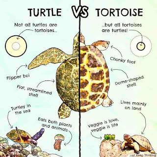 Tortoise Family, Size, Look like, Species, life Span, Feed, Types, Found, Record,
