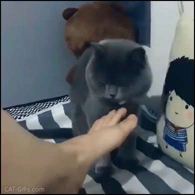 Funny Cat GIF • Overly dramatic cat really hates owner's smelly feet! Haha poor cat, he vomits. Funny Cat GIF • Overly dramatic cat really hates owner's smelly feet! Haha poor cat, he vomits.