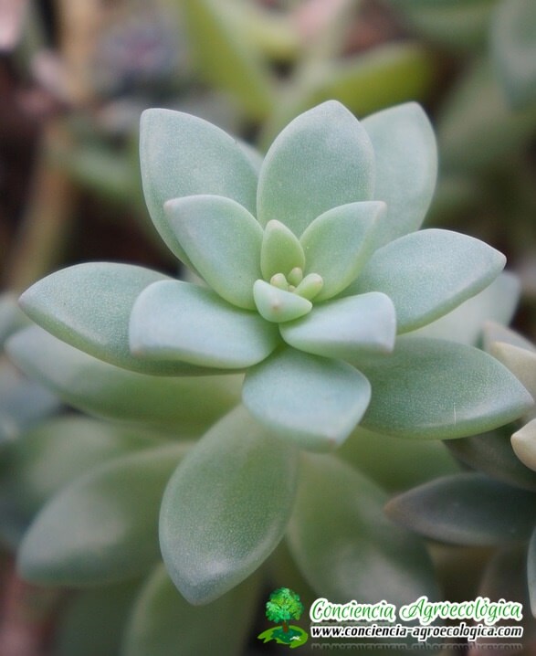 ¿que son las plantas suculentas?