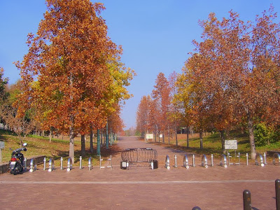 大阪府枚方市・山田池公園の紅葉 並木