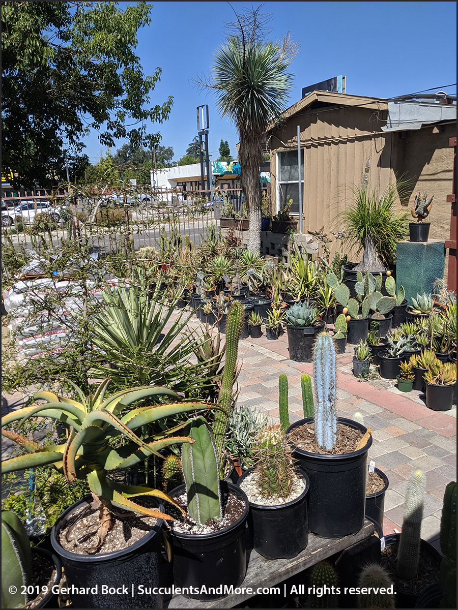 California Cactus Center in Pasadena