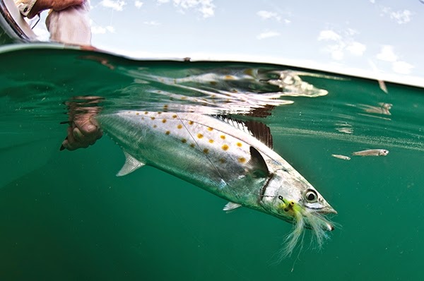 http://www.saltwatersportsman.com/best-flies-fly-fishing/best-fly-have-hand-clouser-deep-minnow