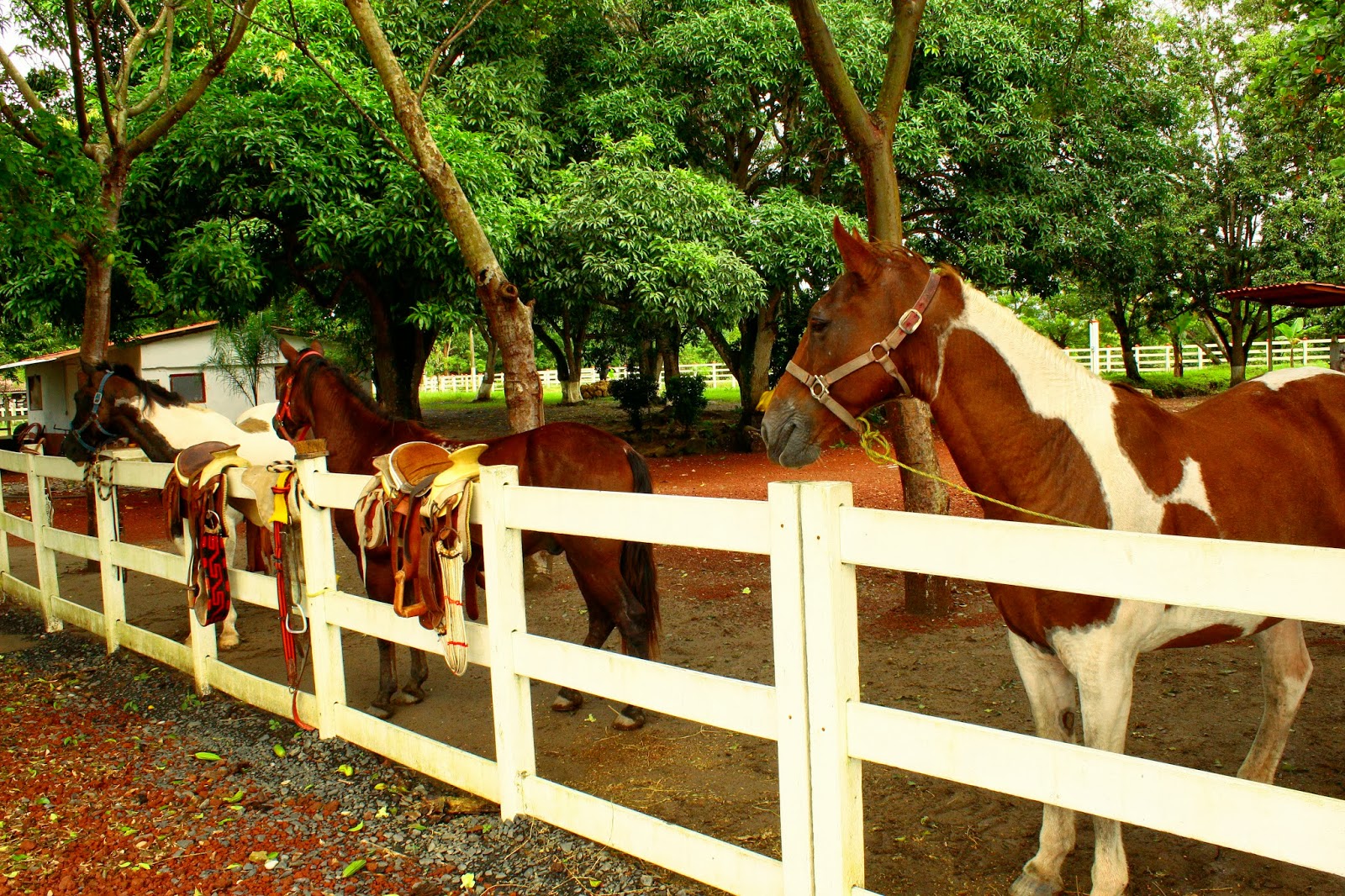 RANCHO 