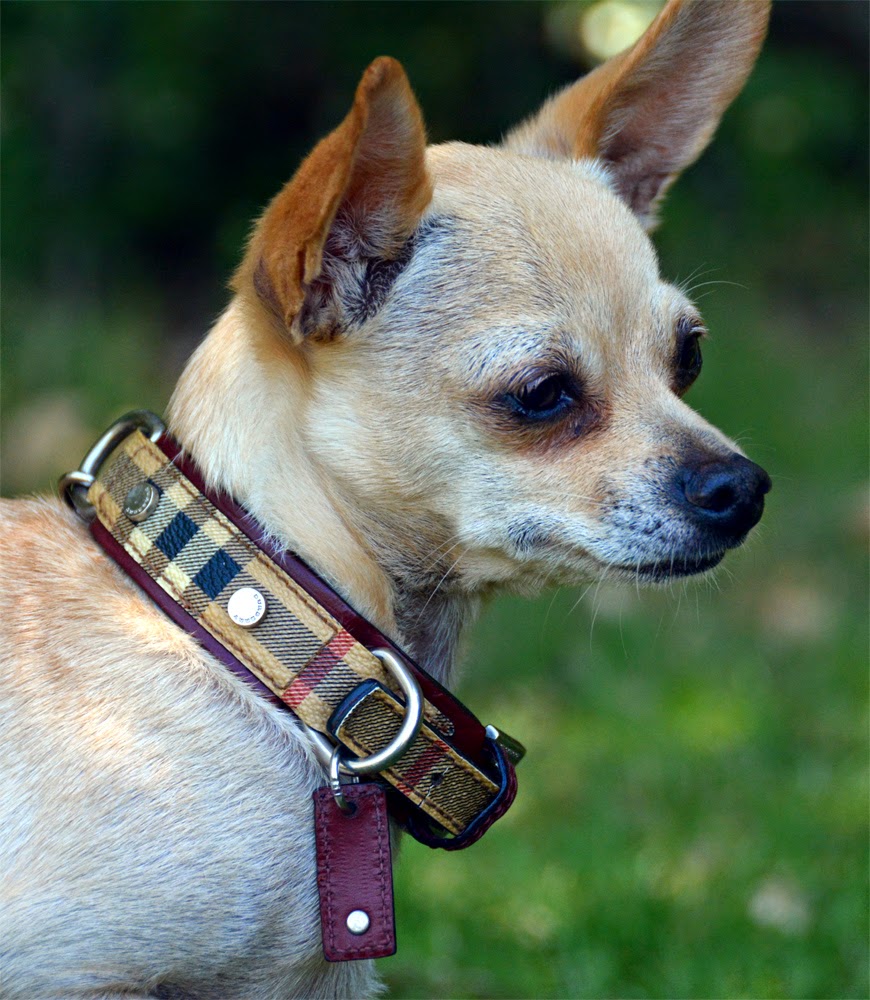 burberry puppy collar