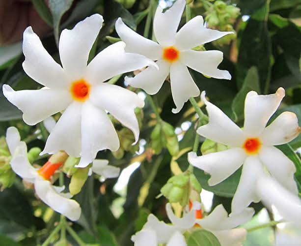 Health benefits of Nyctanthes arbor-tristis (Night-flowering Jasmine)