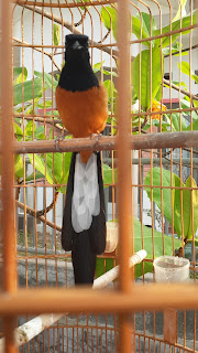 Penangkaran Padepokan Kicauan Burung Dba Friends Profile Indukan