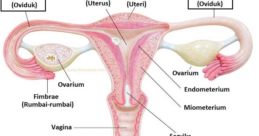 4 Fungsi Oviduk Tuba Fallopi Pada Wanita Ilmusiana