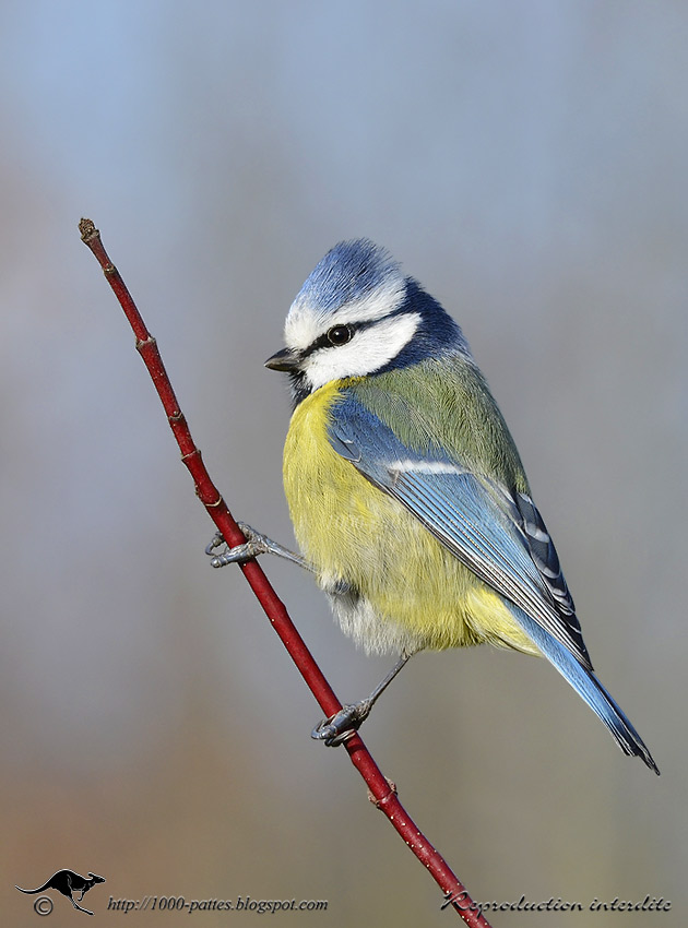 WILDLIFE GATEWAY Mésange charbonnière et Mésange bleue