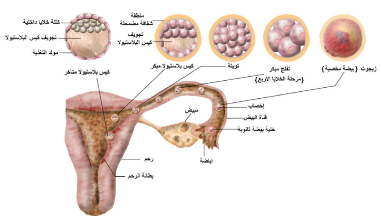 الشكل 23 - 5 : مراحل تطور البيضة المخصبة: زيجوت، تفلج، تويتة، كيس بلاستيولا وحتى الانزراع.
