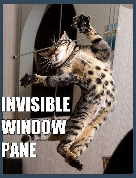 cat splatt invisible window cat meme