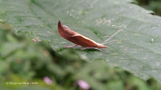 Ypsolopha dentella IMG20170719-160814