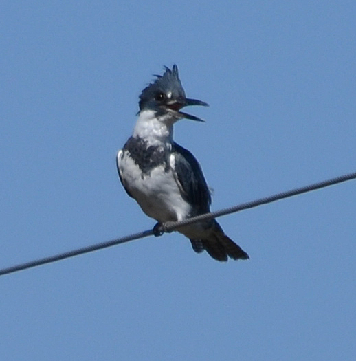 Belted Kingfisher (Megaceryle alcyon) - Warm River, Idaho - Sept 2011 | Shooting From The Hip