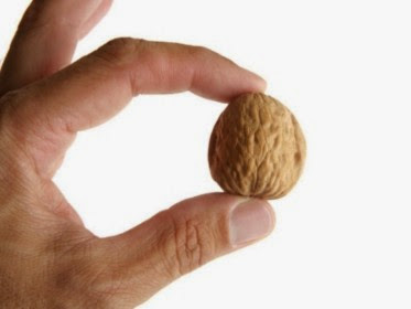 someone holding a walnut