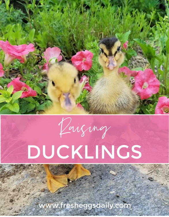 Reasons For Raising Ducks At Home - Grit