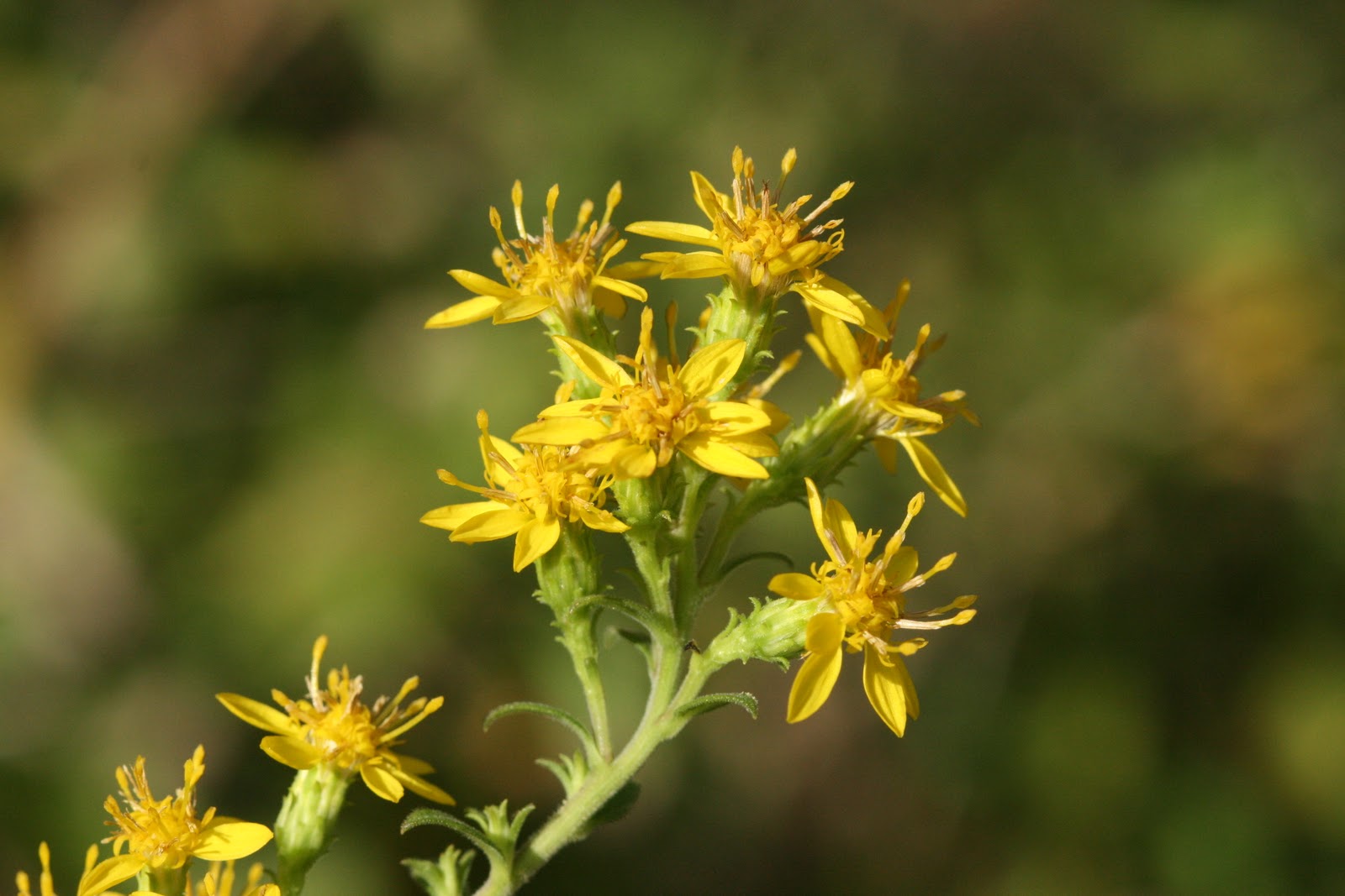 Native Florida Wildflowers Downy Ragged Goldenrod Solidago petiolaris