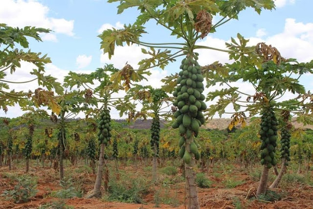 solo sunrise pawpaw farming in Embu, Kenya