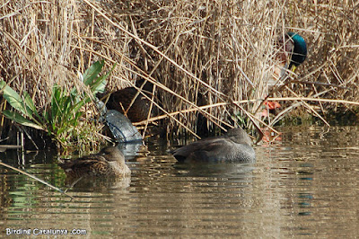 Tortuga americana entre ànecs grisets