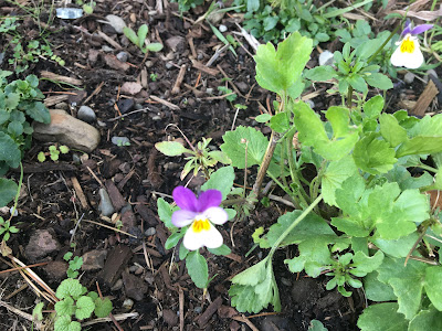 Johnny Jump Up aka Pansy by our front door