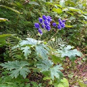 वत्सनाभ (वछनाभ) या मीठा विष एक औषधीय वनस्पति है-Vatsanabh or Indian Aconite or Blue Aconite is a toxic medicinal plant