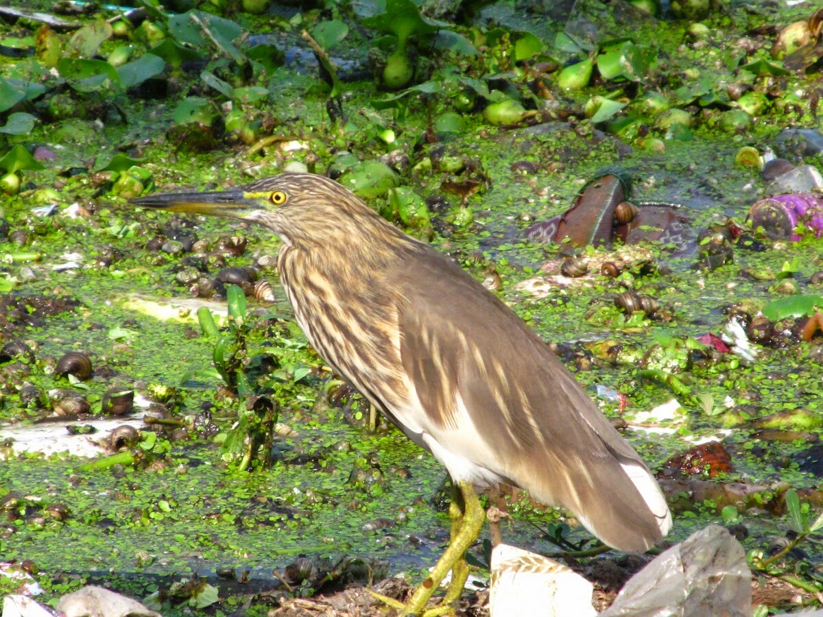 KOLKATA BLOG: Migratory Birds At Santragachi Lake