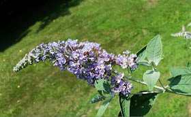 Growing Greener In The Pacific Northwest September 2013