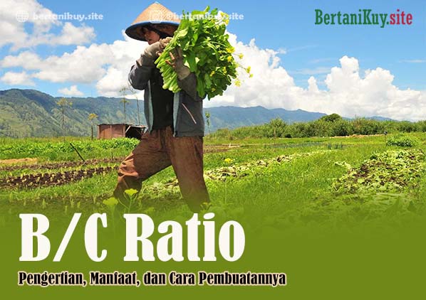 Pengertian B C Ratio Rumus Dan Cara Perhitungannya Bertanikuy