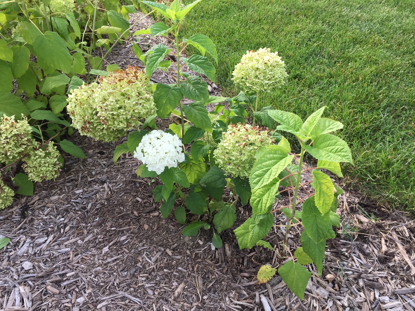 Compare Sun Burned To Fresh Annabelle Hydrangea Bloom Backyard