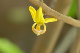 พรหมพนม สกุลมหาพรหม(Mitrephora) พรหมชนิดใหม่(9)ที่พบในประเทศไทย