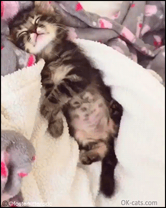 Cute Kitten GIF • Kitty stretchs and falls asleep. Good nap, sweet dreams, baby [ok-cats.com]