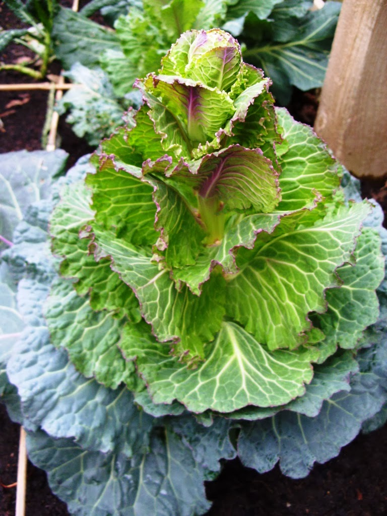 Kelli's Northern Ireland Garden Cabbage, Kale, Leek grown in poor soil