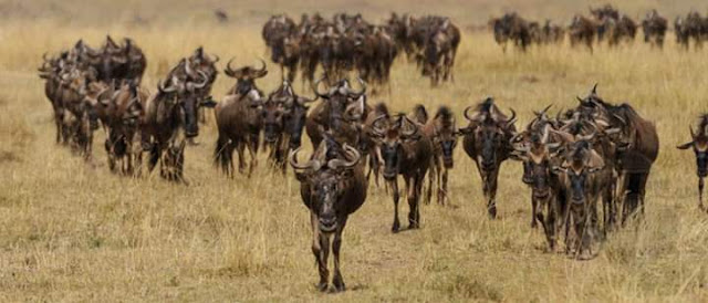 Serengeti National Park https://gie.co.tz/serengeti-national-park/