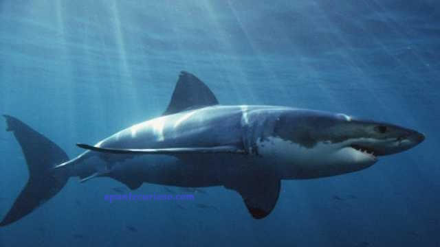 soñar con tiburones soñar con tiburones
