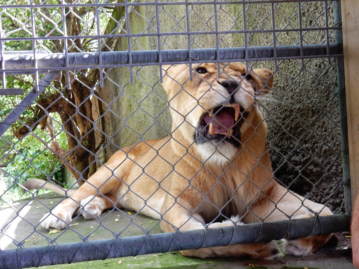 Feeding a Lion at Wellington Zoo an experience I'll never