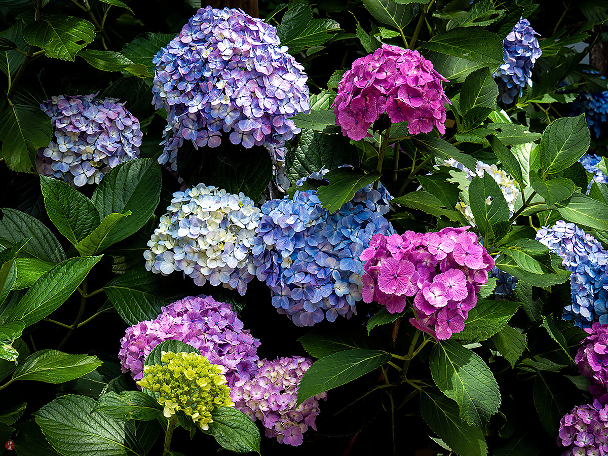 From The Garden Of Zen Ajisai Hydrangea Macrophylla Flowers