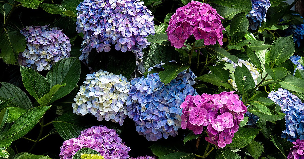 From The Garden Of Zen Ajisai Hydrangea Macrophylla Flowers