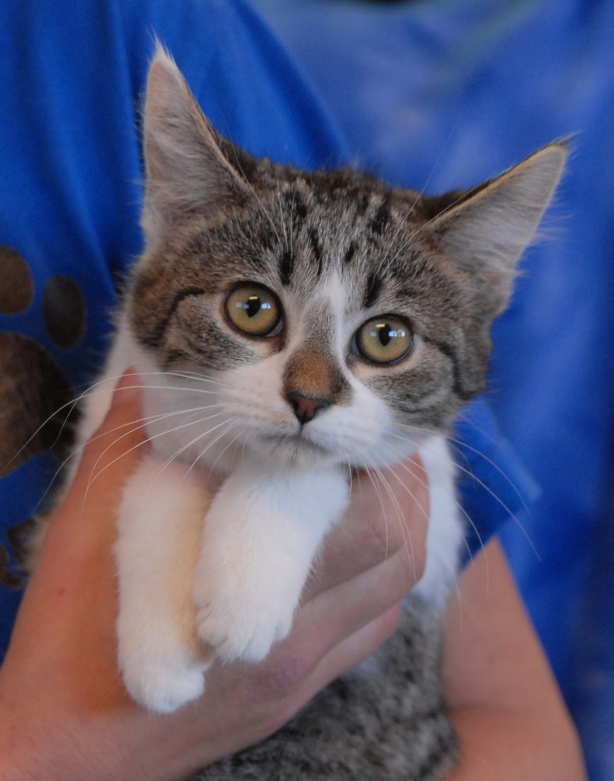 Three adorable kittens debuting for adoption today!