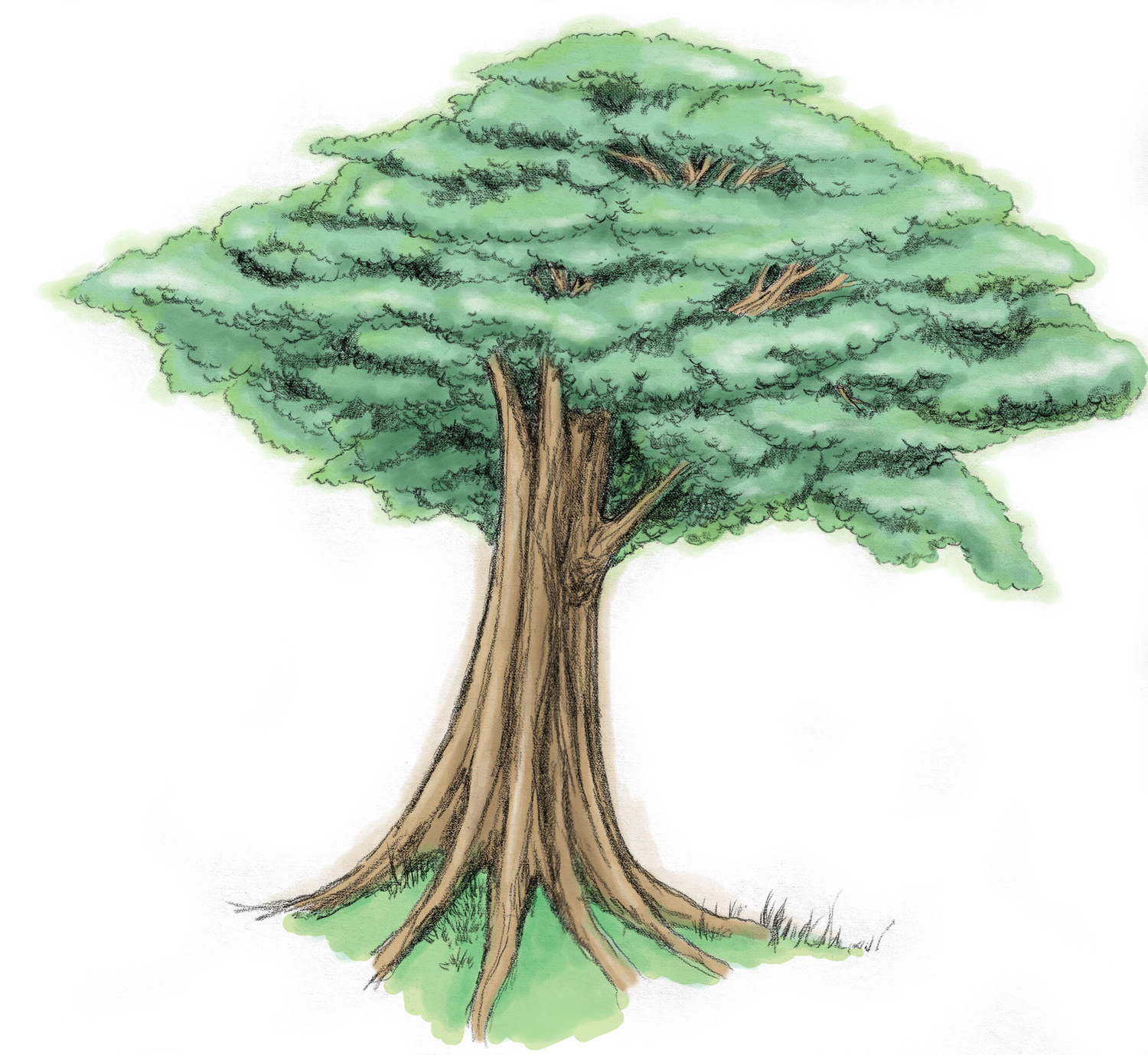 Gambar Ilustrasi Pohon Jati Iluszi
