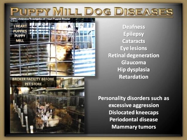 PUPPY MILL DISEASES
