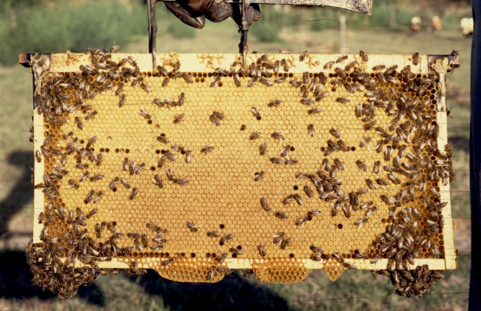 composición de abejas foto de abejas