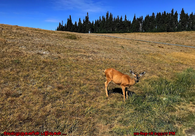 Deers in Hurricane Ridge