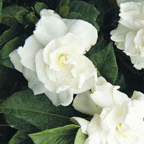 80+ Gambar Bunga Gardenia Terbaru 80+ Gambar Bunga Gardenia Terbaru