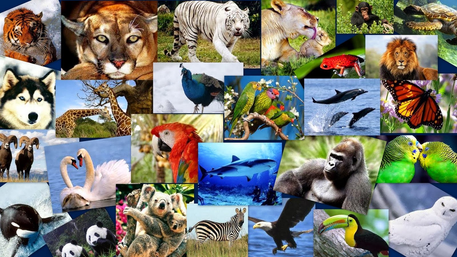 Вид живого. Коллаж с животными. Разнообразие животных. Растительный и животный мир. Многообразие видов.