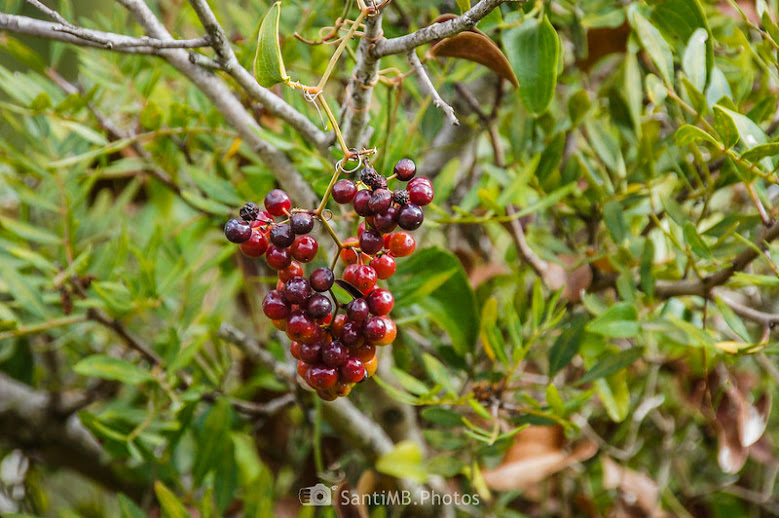 Zarzaparrilla Smilax aspera
