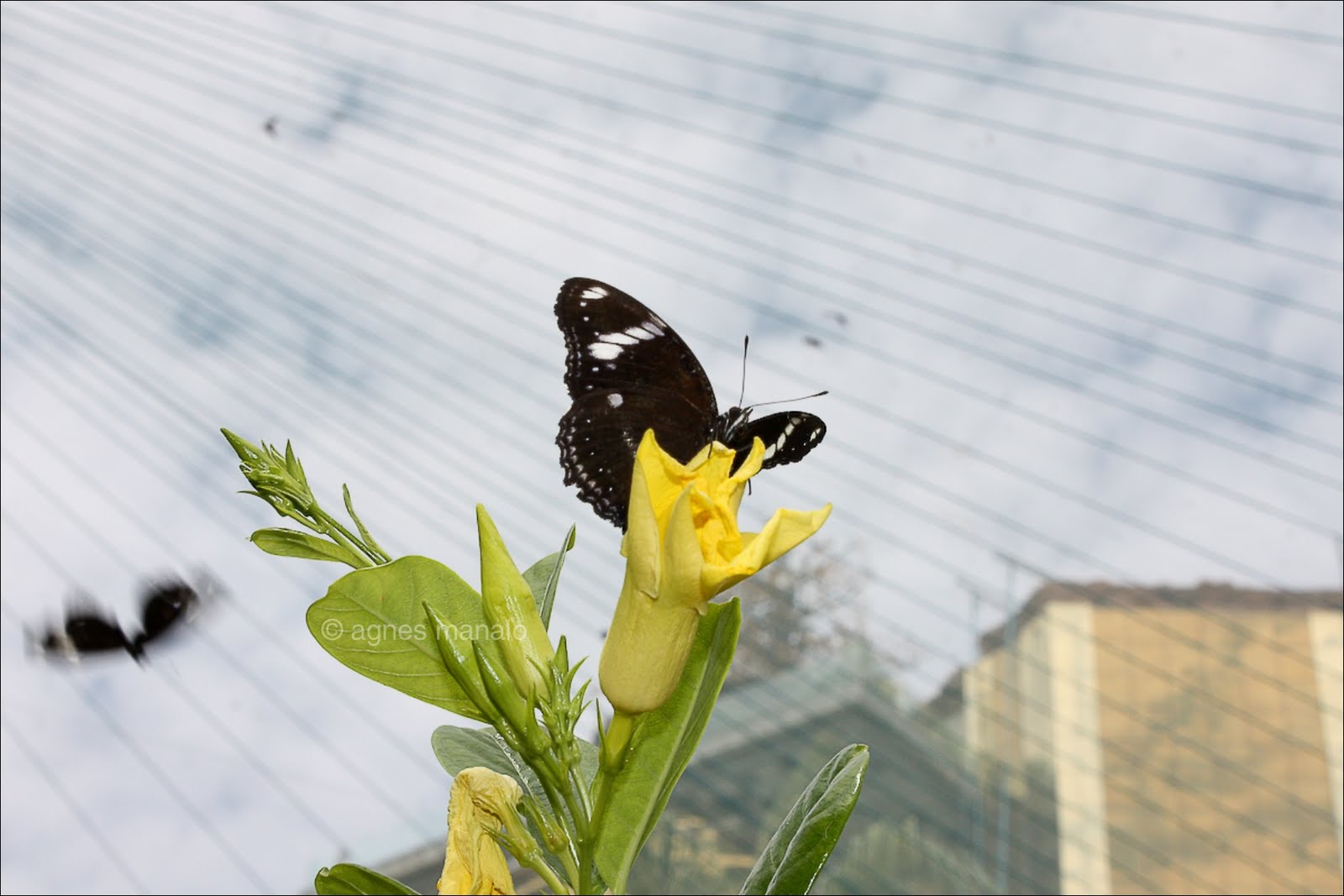 i heart manila ILOCOS Vigan Butterfly Garden at Baluarte