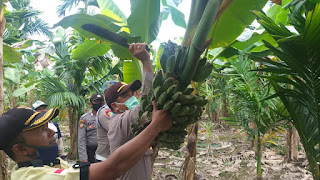 Mendukung Ketahanan Pangan, Polsek Singkep Barat Lakukan Panen Pisang